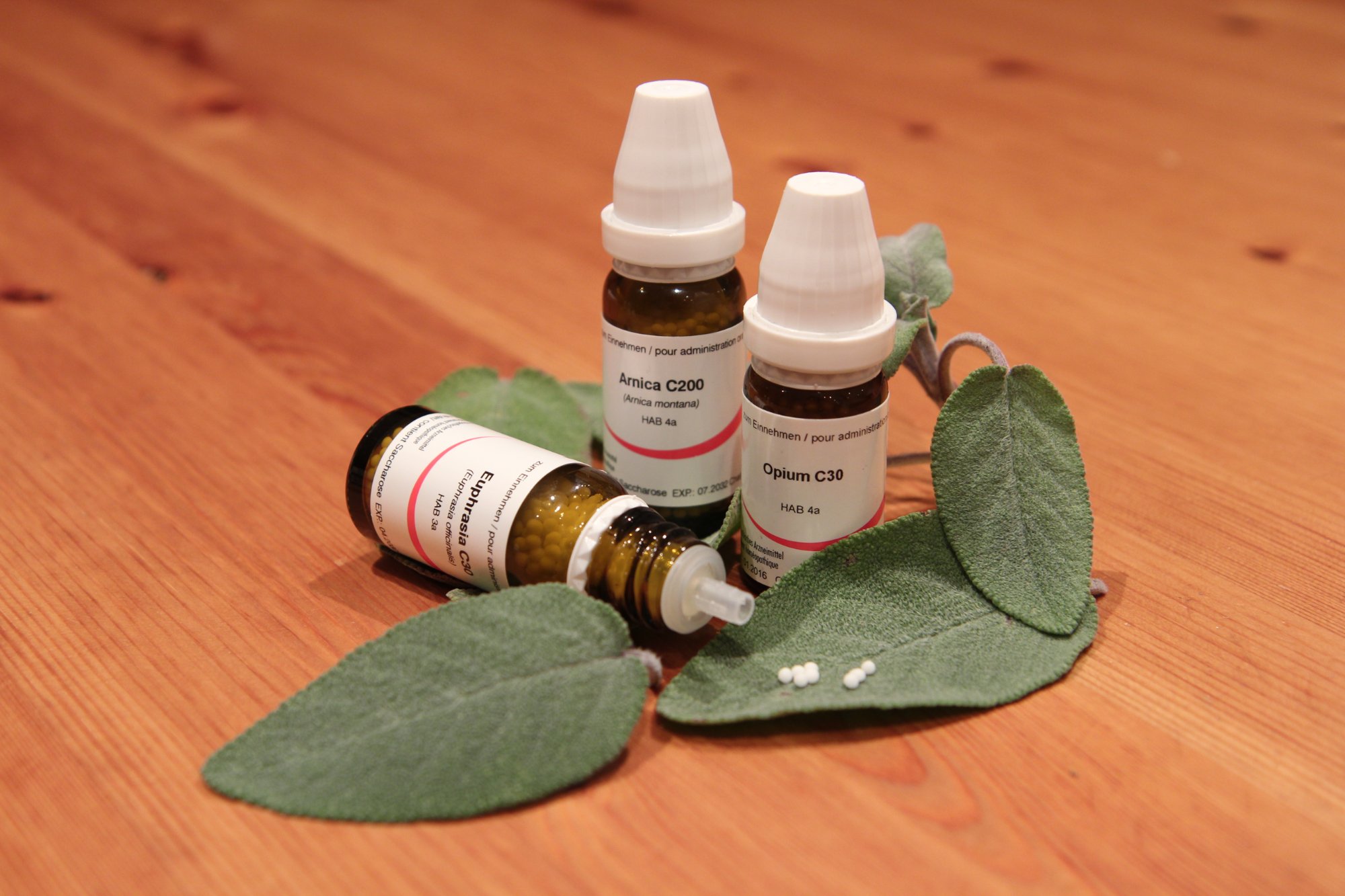 Homöopathiekurs für Hundefreunde